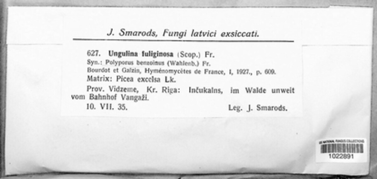 Ischnoderma resinosum image